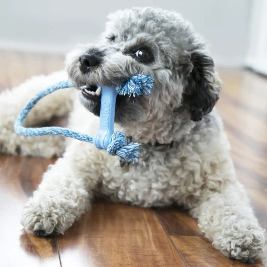 KONG Puppy Goodie Bone w/ Rope Blue